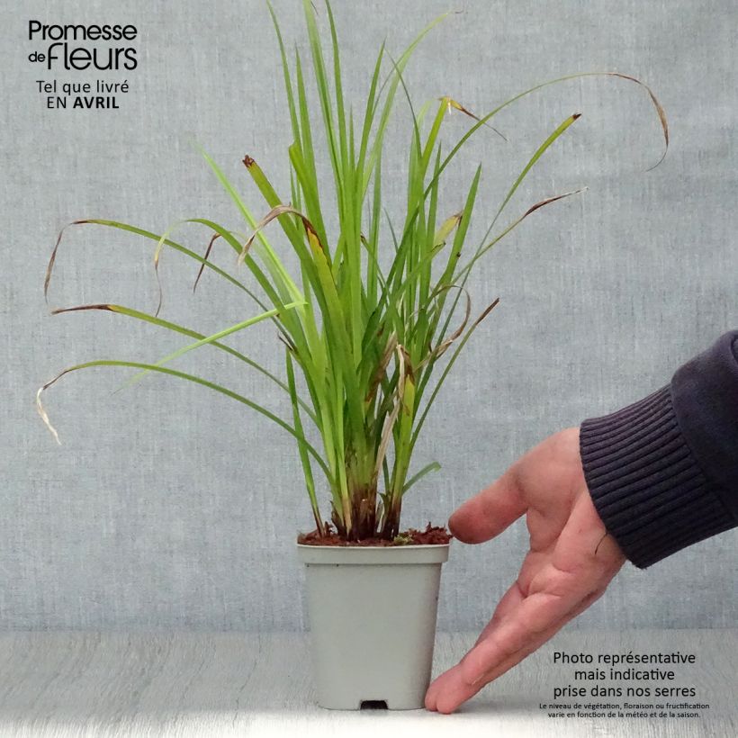 Example of Carex grayi - Morgenstern-Segge Kleine Töpfe von 8/9 cm as you get in printemps