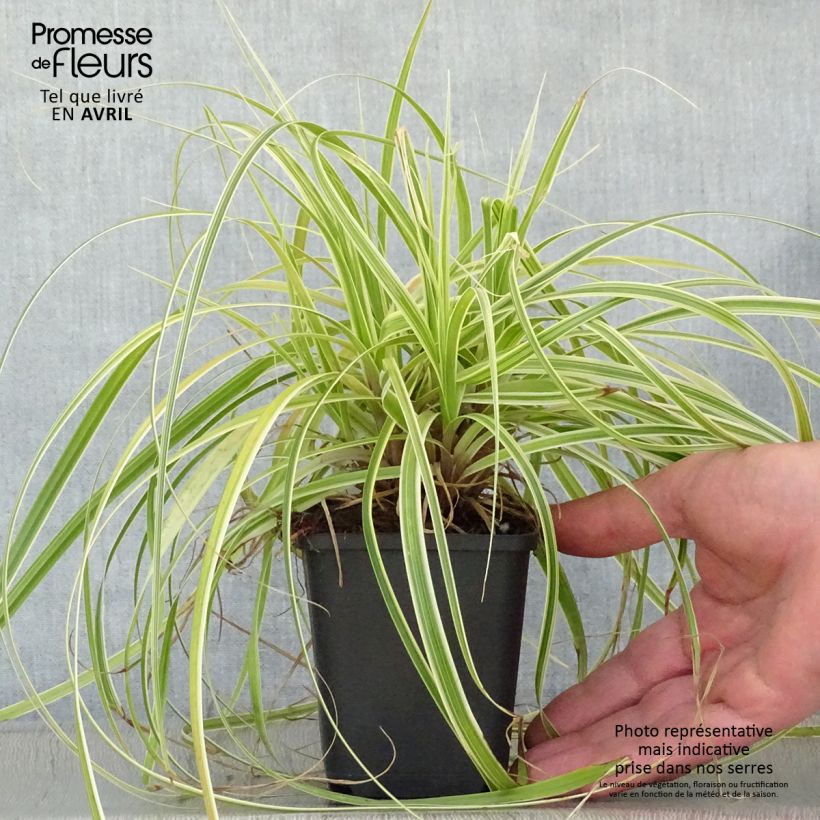 Example of Carex oshimensis Feather Falls - Oshima-Segge Kleine Töpfe von 8/9 cm as you get in printemps