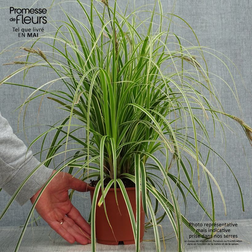 Example of Carex oshimensis Feather Falls - Oshima-Segge Topf mit 1L/1,5L as you get in printemps