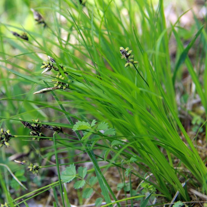 Carex montana - Berg-Segge (Foliage)