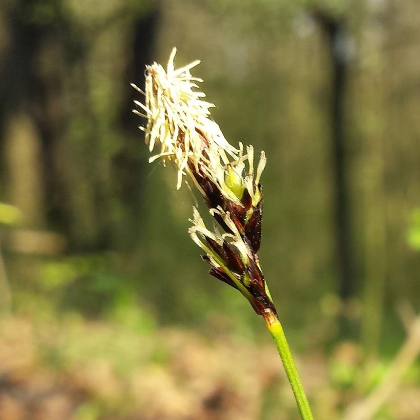 Carex montana - Berg-Segge (Flowering)