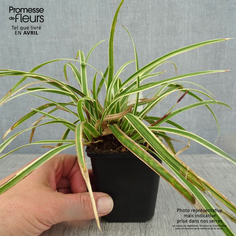 Example of Carex morrowii Goldband - Japan-Segge Kleine Töpfe von 8/9 cm as you get in printemps
