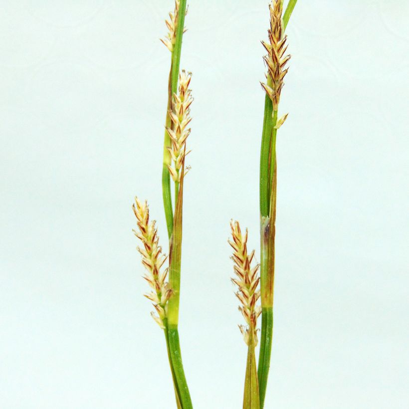 Carex morrowii Ice Dance - Japan-Segge (Blüte)