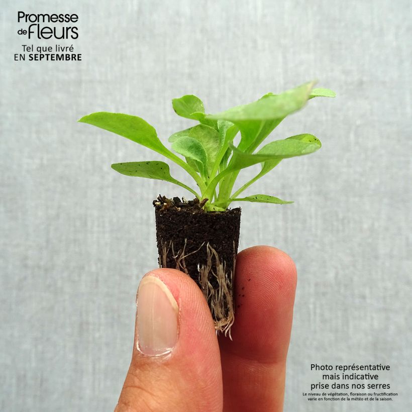 Exemplar von Carex morrowii Ice Dance - Japan-Segge Mini-Plug Ø 3/4 cm wie im Herbst geliefert