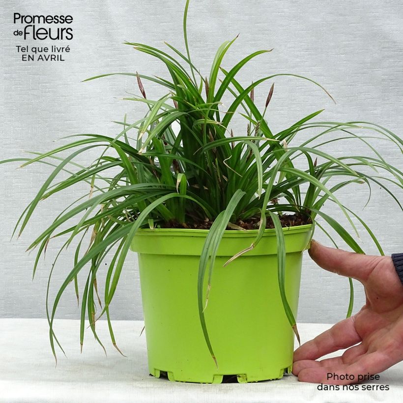 Exemplar von Carex morrowii subsp. foliosissima Irish Green - Japan-Segge Topf mit 2L/3L wie im Frühjahr geliefert