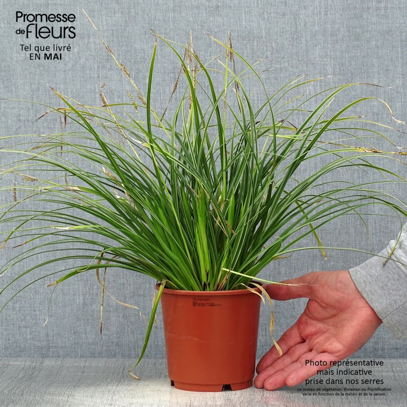 Example of Carex morrowii Variegata - Japan-Segge Topf mit 1L/1,5L as you get in printemps