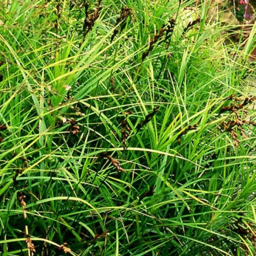 Carex muskingumensis - Palmwedel-Segge (Wuchs)