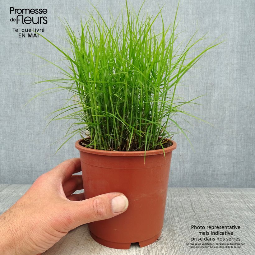 Exemplar von Carex muskingumensis Little Midge - Palmwedel-Segge Topf mit 1L/1,5L wie im Frühjahr geliefert