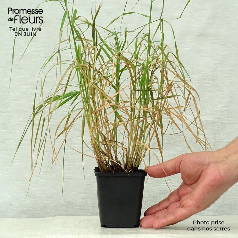 Exemplar von Carex muskingumensis Silberstreif - Palmwedel-Segge Kleine Töpfe von 8/9 cm wie im Sommer geliefert