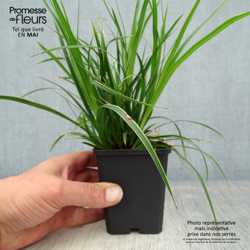 Exemplar von Carex muskingumensis variegata - Palmwedel-Segge Kleine Töpfe von 8/9 cm wie im Frühjahr geliefert