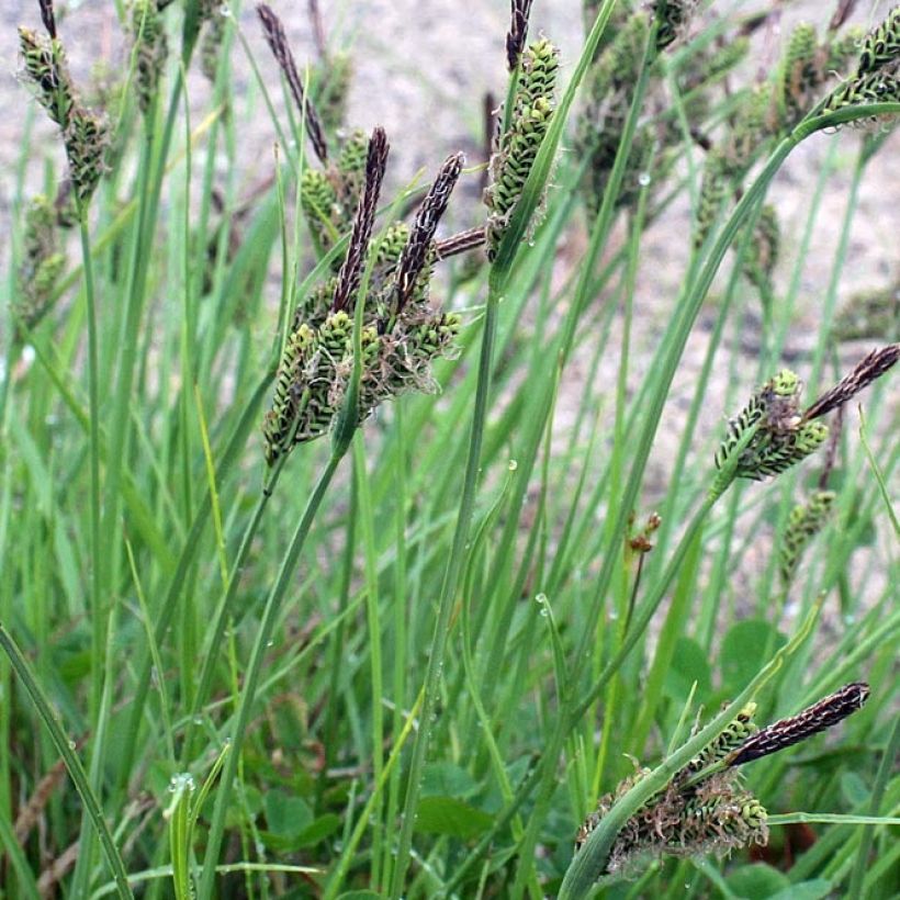 Carex nigra - Kleinblütige Segge (Laub)