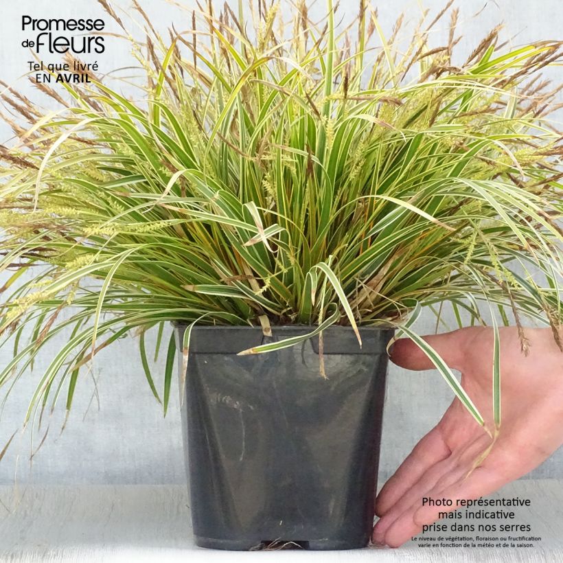 Example of Carex oshimensis Everglow - Oshima-Segge Topf mit 1,5L/2L as you get in printemps