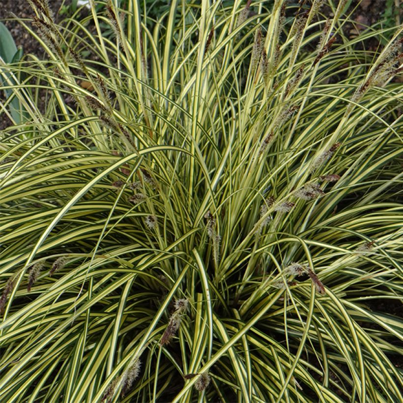 Carex oshimensis Evergold - Oshima-Segge (Flowering)