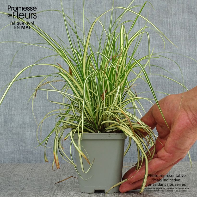 Example of Carex oshimensis Evergold - Oshima-Segge Kleine Töpfe von 8/9 cm as you get in printemps