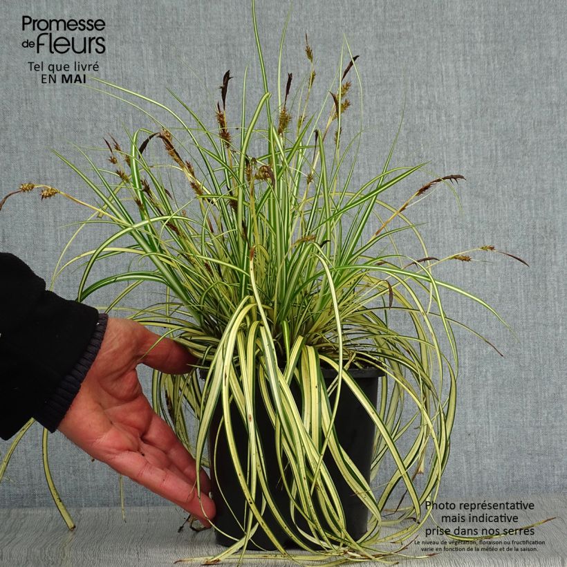 Example of Carex oshimensis Evergold - Oshima-Segge Topf mit 2L/3L as you get in printemps
