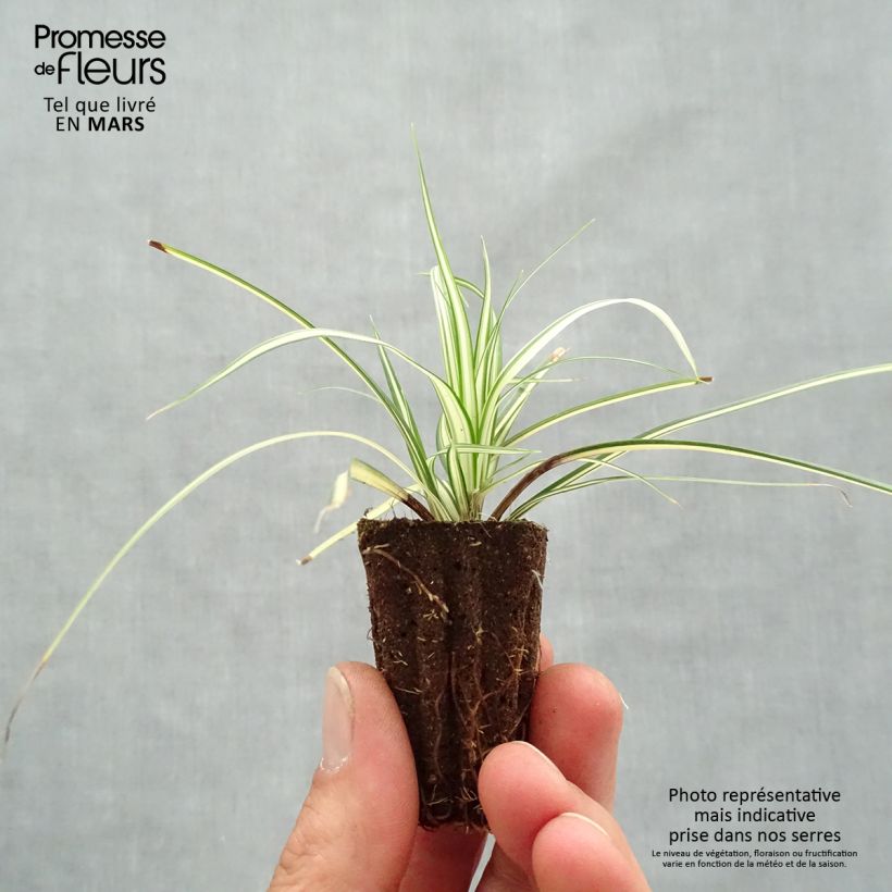 Example of Carex oshimensis Evergold - Oshima-Segge Mini-Plug Ø 3/4 cm as you get in printemps