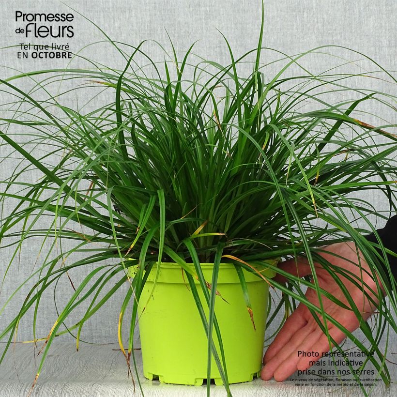 Exemplar von Carex oshimensis Evergreen - Oshima-Segge Topf mit 2L/3L wie im Herbst geliefert