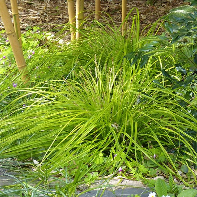 Carex oshimensis Everillo - Oshima-Segge (Plant habit)