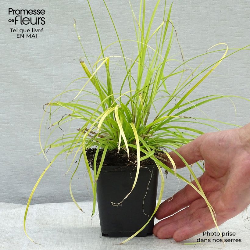 Example of Carex oshimensis Everillo - Oshima-Segge Kleine Töpfe von 8/9 cm as you get in printemps