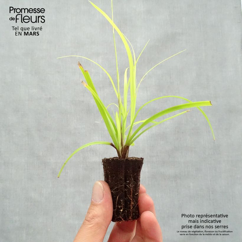 Example of Carex oshimensis Everillo - Oshima-Segge Mini-Plug Ø 3/4 cm as you get in printemps