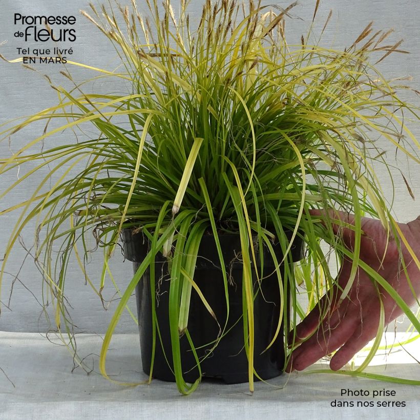 Example of Carex oshimensis Everillo - Oshima-Segge Topf mit 2L/3L as you get in printemps