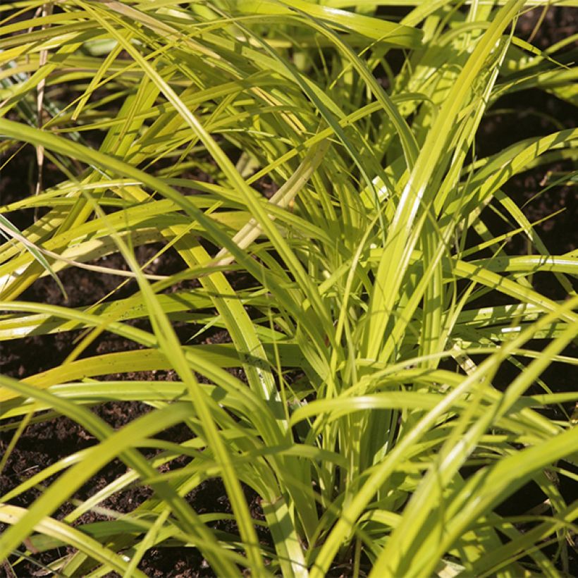 Carex oshimensis Everillo - Oshima-Segge (Foliage)