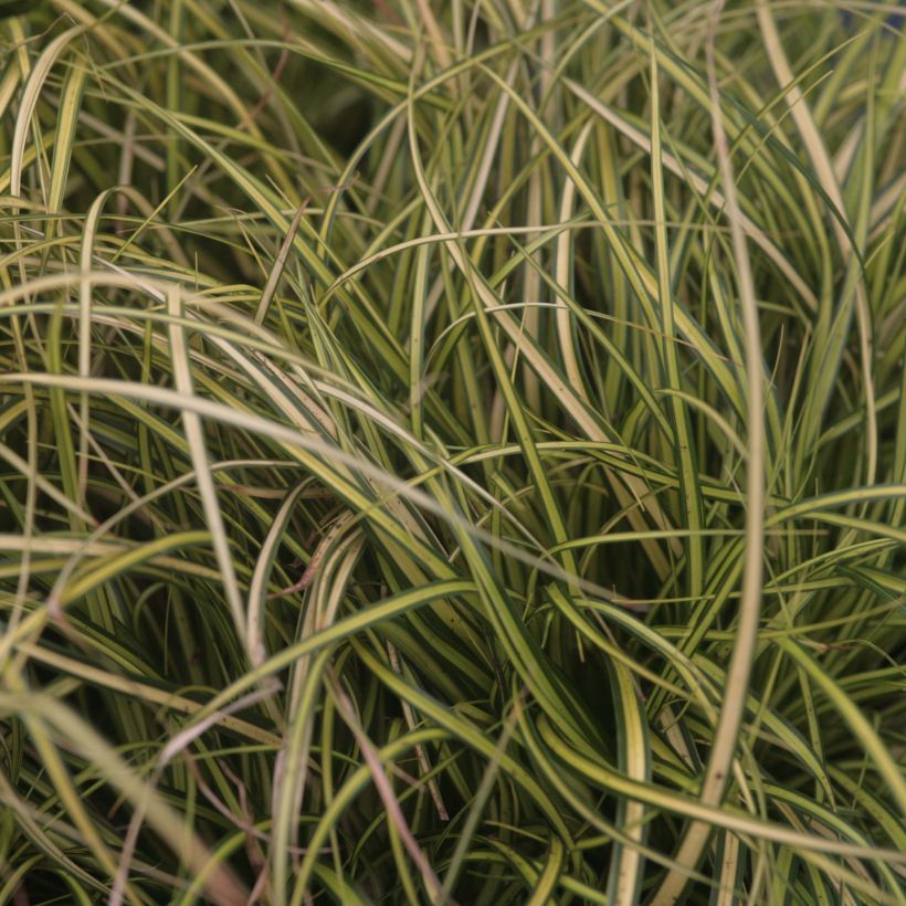 Carex oshimensis EverColor Eversheen - Oshima-Segge (Foliage)
