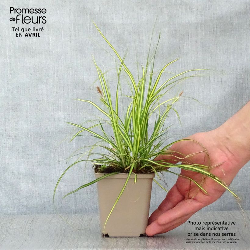 Example of Carex oshimensis EverColor Eversheen - Oshima-Segge Kleine Töpfe von 8/9 cm as you get in printemps