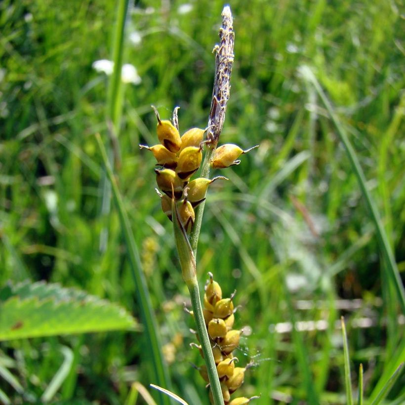 Carex panicea - Hirse-Segge (Flowering)