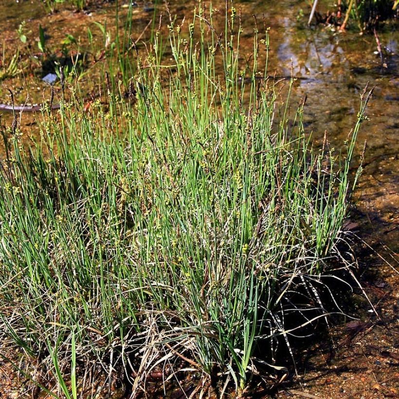 Carex panicea - Hirse-Segge (Plant habit)