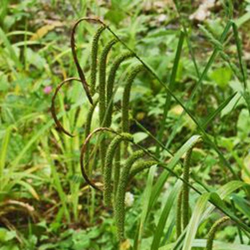 Carex pendula - Hänge-Segge (Flowering)