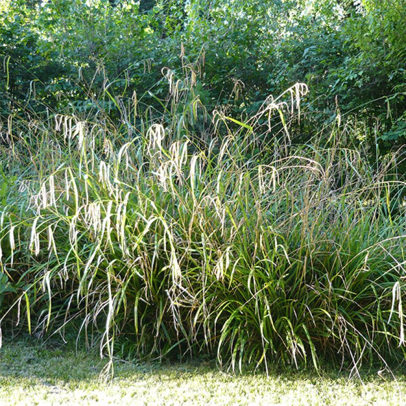 Carex pendula - Hänge-Segge (Plant habit)