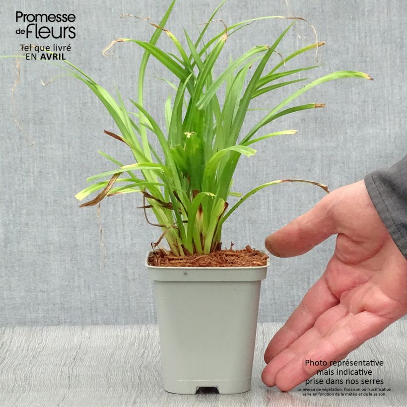 Example of Carex pendula - Hänge-Segge Kleine Töpfe von 8/9 cm as you get in printemps