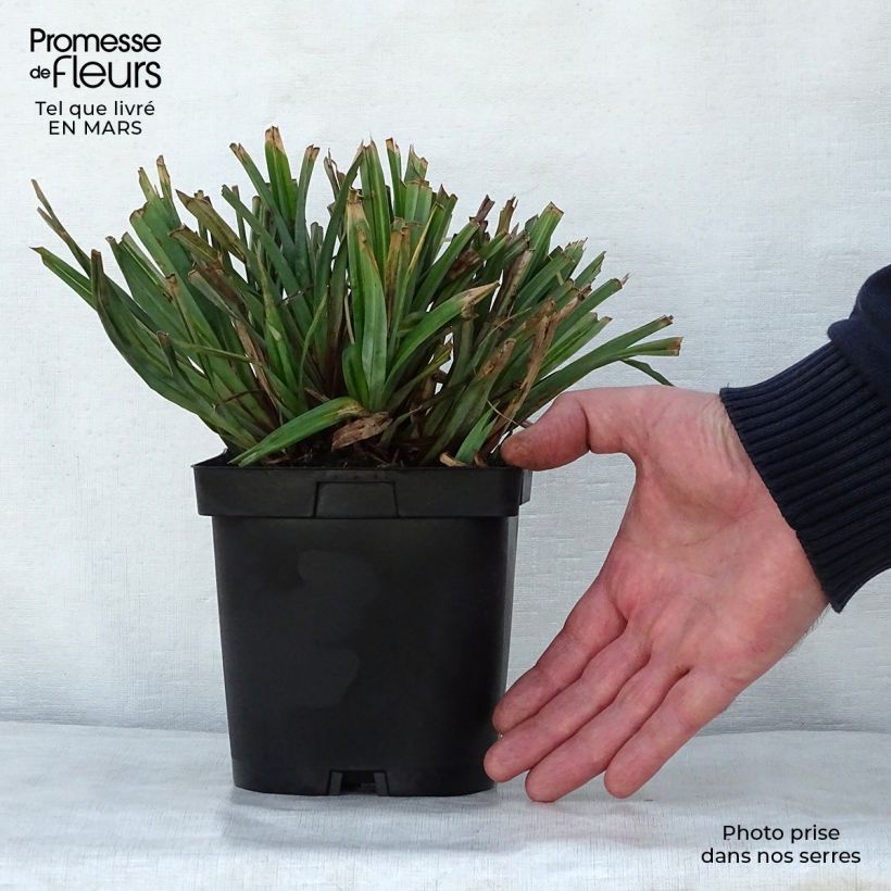 Example of Carex pendula - Hänge-Segge Topf mit 2L/3L as you get in printemps