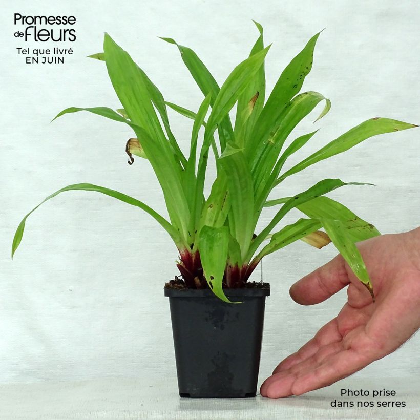 Exemplar von Carex plantaginea - Breitblatt-Segge Kleine Töpfe von 8/9 cm wie im Sommer geliefert