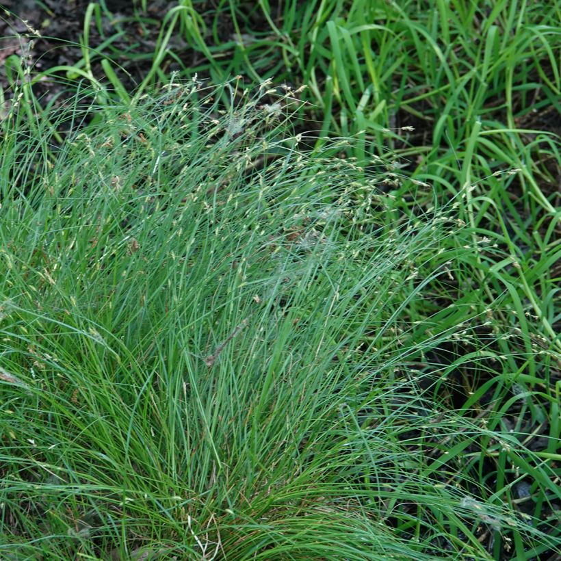 Carex remota - Entferntährige Segge (Wuchs)
