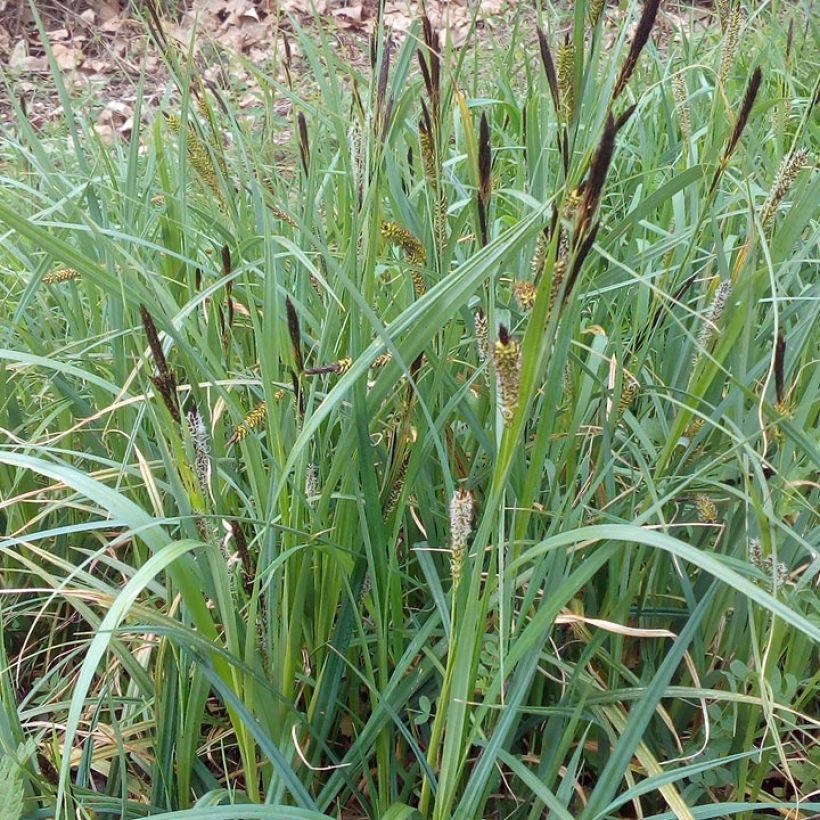 Carex riparia - Ufer-Segge (Wuchs)