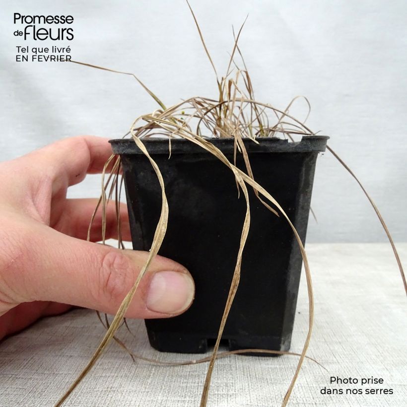 Exemplar von Carex riparia Variegata - Ufer-Segge Kleine Töpfe von 8/9 cm wie im Winter geliefert