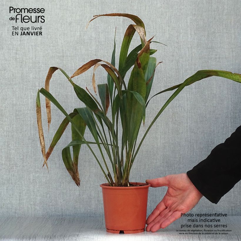 Exemplar von Carex scaposa - Kirschblüten-Segge Topf mit 1L/1,5L wie im Winter geliefert