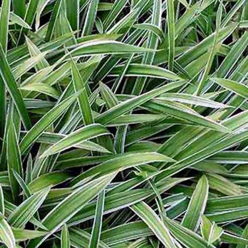 Carex siderosticha Variegata (Foliage)