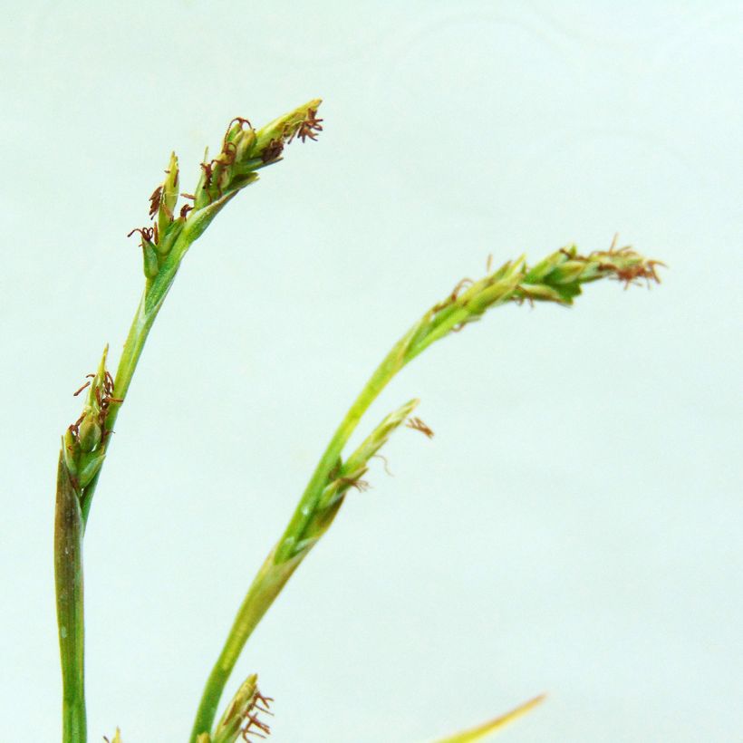 Carex siderosticha Variegata (Flowering)