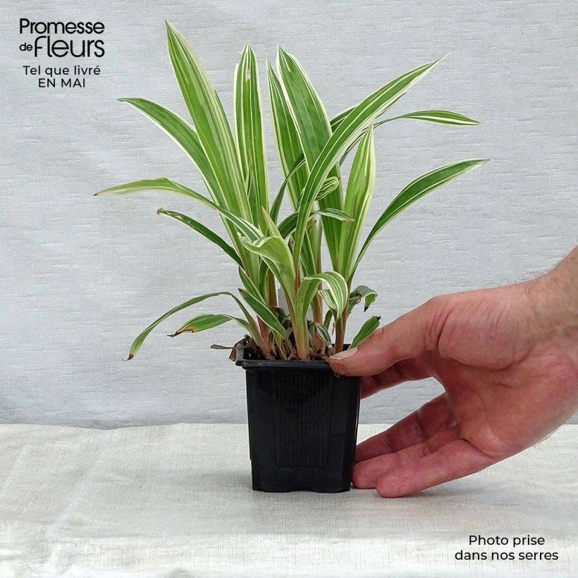 Example of Carex siderosticha Variegata Kleine Töpfe von 8/9 cm as you get in printemps
