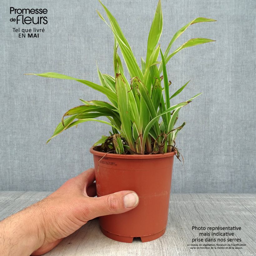 Exemplar von Carex siderosticha Variegata Topf mit 1L/1,5L wie im Frühjahr geliefert
