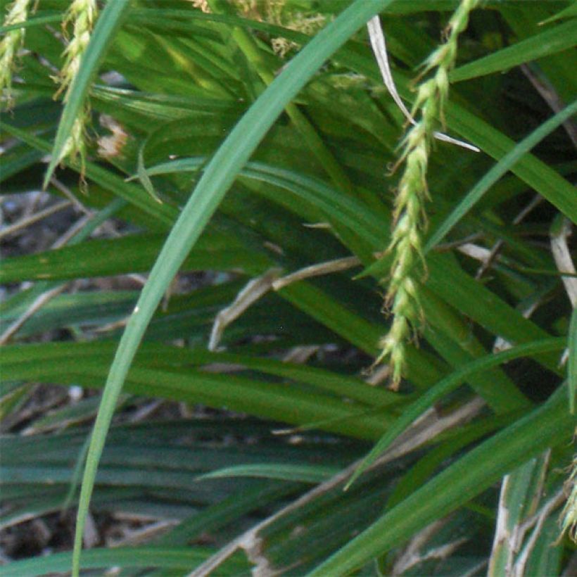 Carex sylvatica - Wald-Segge (Foliage)