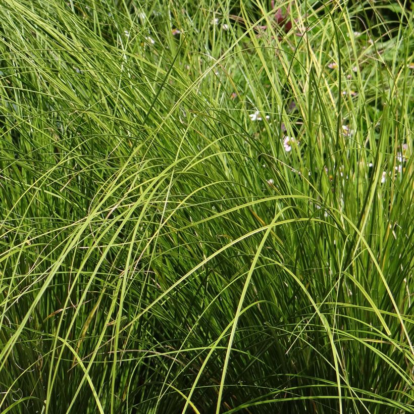 Carex testacea Lime Shine - Orange Segge (Foliage)