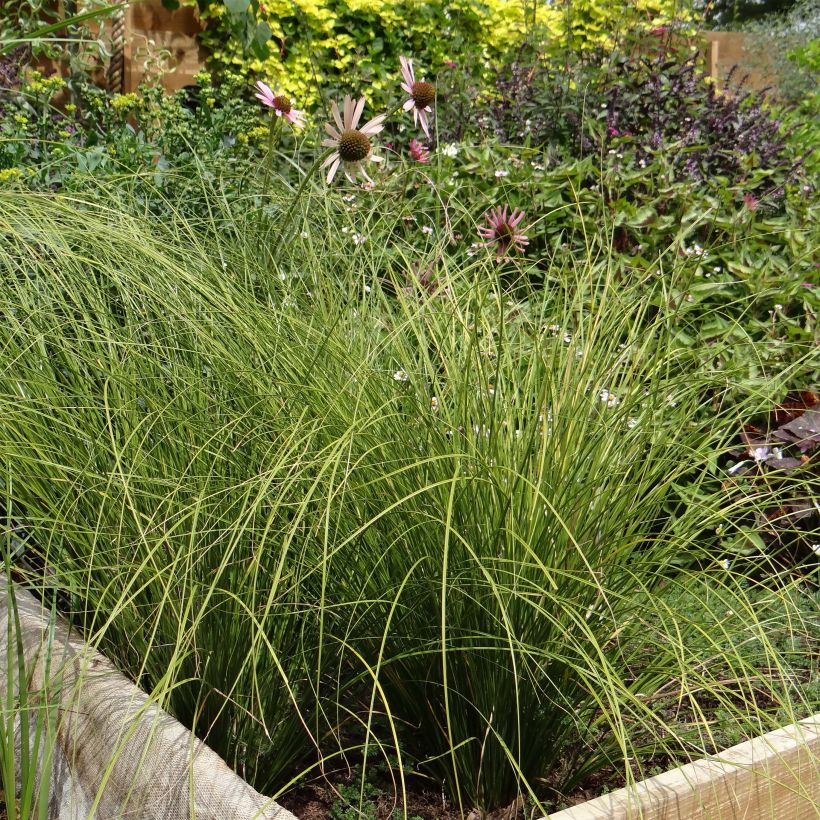Carex testacea Lime Shine - Orange Segge (Plant habit)