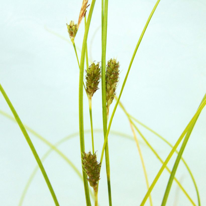 Carex testacea Lime Shine - Orange Segge (Flowering)