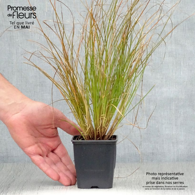 Example of Carex testacea Lime Shine - Orange Segge Kleine Töpfe von 8/9 cm as you get in printemps