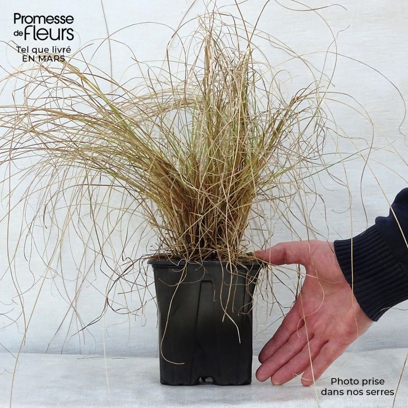 Example of Carex testacea Lime Shine - Orange Segge Topf mit 2L/3L as you get in printemps