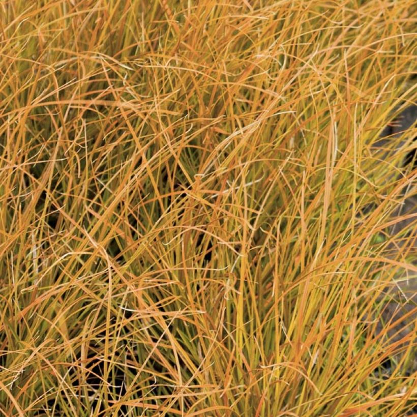 Carex testacea Prairie Fire - Orange Segge (Foliage)